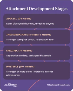 Attachment Development Stages