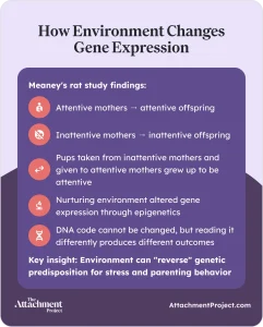 How Environment Changes Gene Expression